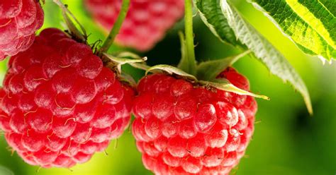 How To Grow And Care For Raspberries Lovethegarden