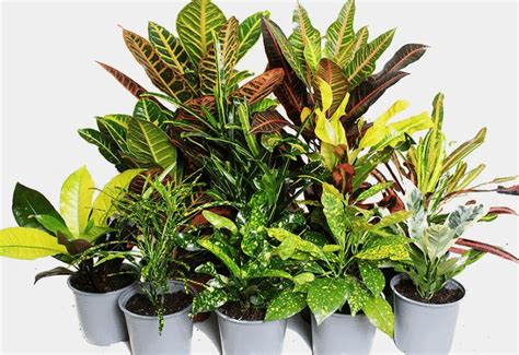 18 Colorful Croton Varieties That Stand Out From The Sea Of Green