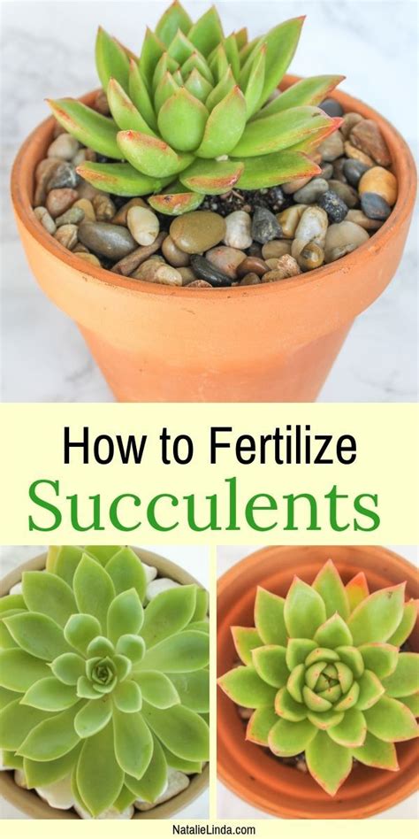 How To Fertilize Succulents Natalie Linda Succulent Fertilizer