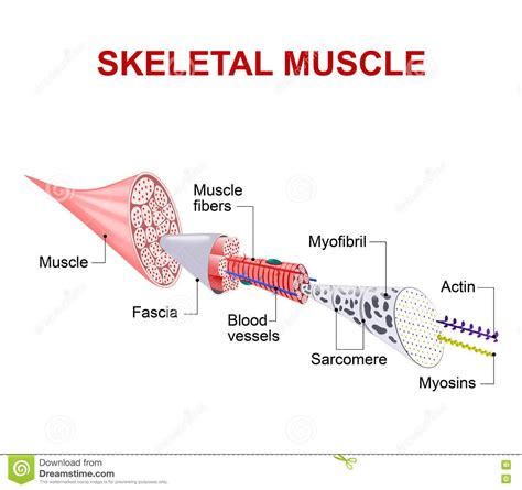 Structure Of Skeletal Muscle Stock Vector Illustration Of Artwork