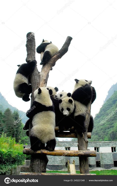 Giant Pandas Play Wolong Giant Panda Research Centre Southwest Chinas