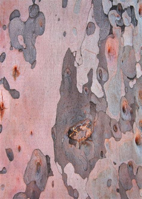 Pink And Gray Tree Bark Eucalyptus Bark 5x7 Photo 8x10 Photo