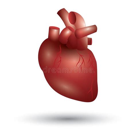 Human Heart Vector Illustration Decorative Design Stock Vector