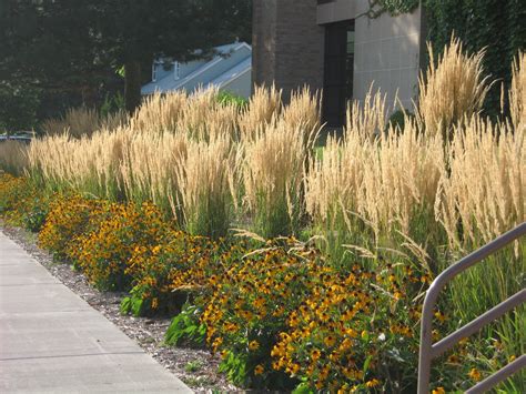 Ornamental Grasses Are Expected To Continue To Dominate In Tall