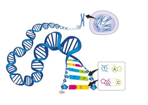 Dna Enem Ninja