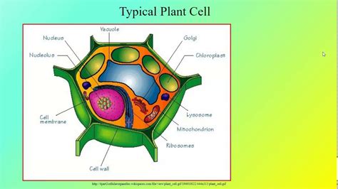 Cell Structures And Functions Lesson Video Youtube