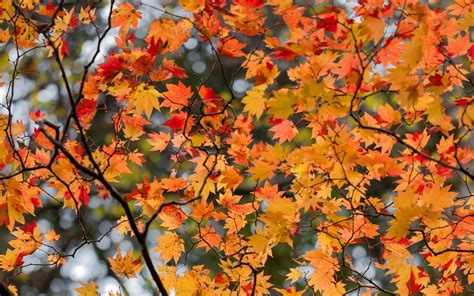 Download Wallpaper 3840x2400 Maple Leaves Tree Branches Autumn 4k