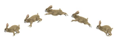 Jumping Cycle Of A Rabbit Stock Photo Download Image Now Rabbit