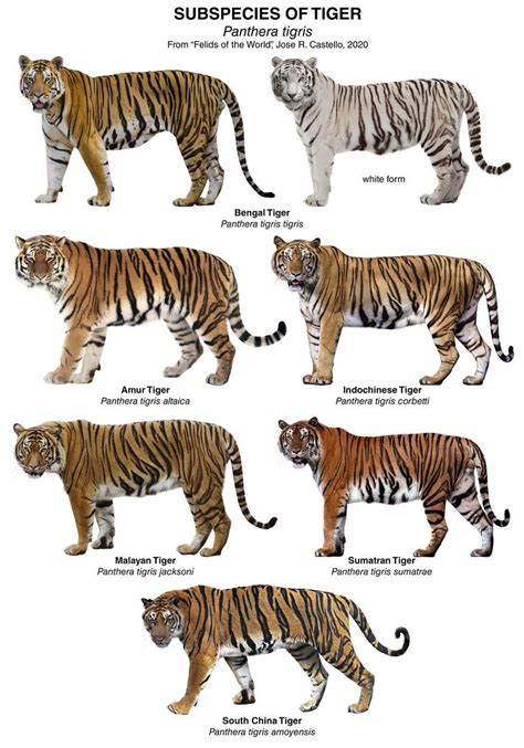 Subspecies Of Tiger Panthera Tigris Infografia De Animales Carteles