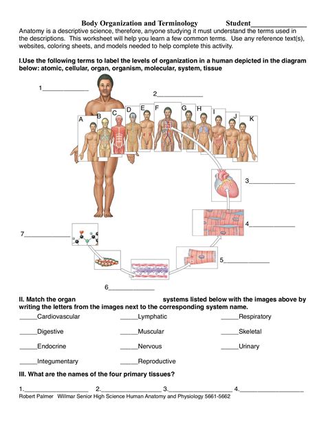 Https://tommynaija.com/worksheet/organization And Body Systems Worksheet Answers