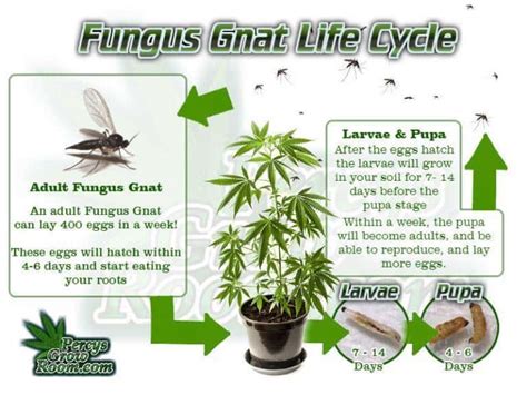 Fungus Gnats Diagnosis And Treatment Percys Grow Room