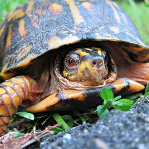 Turtles In New Jersey 18 Species