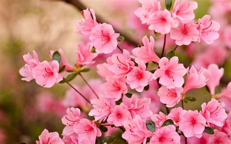 Pink Blossoms 8 Wallpaper Flower Wallpapers 47559