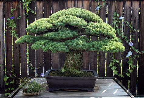 7 Oldest Bonsai Trees In The World