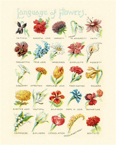 The Language Of Flowers Antique Victorian Flower Diagram 5 Etsy Language Of Flowers