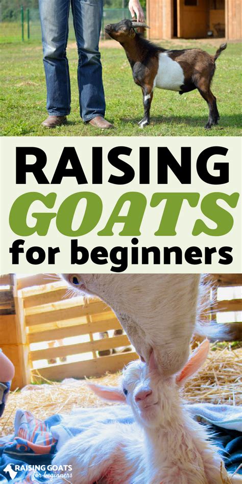 Raising Goats For Beginners Learn Everything You Need To Know To Be