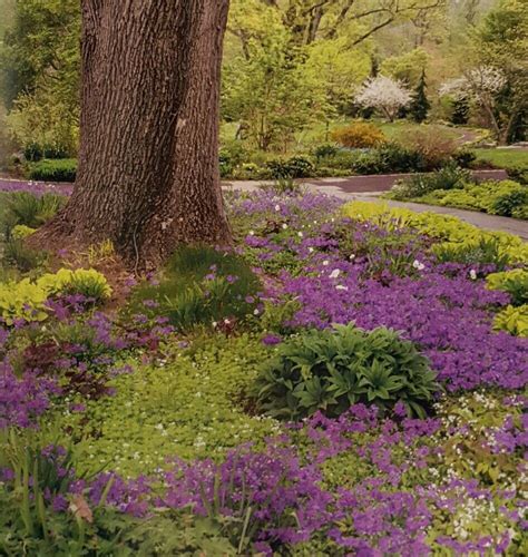 Ground Cover Under Tree In Front Yard Plants Under Trees Ground Cover Plants Garden Ideas
