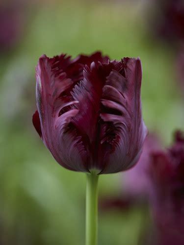 Buy Tulip Bulbs Tulipa Black Parrot Gold Medal Winning Harts Nursery