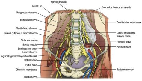Diagram Of Male Groin Area Imaging Of Groin Masses Inguinal Anatomy
