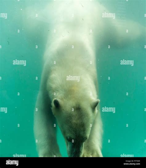 Polar Bear Ursus Maritimus Swimming Under Water Polar Bears Are