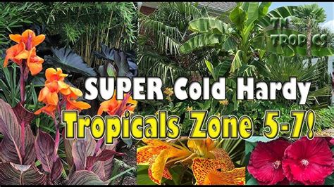 22 Tropical Cold Hardy Plants Malkeetchae
