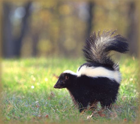 Skunks How To Identify And Get Rid Of Skunks In The