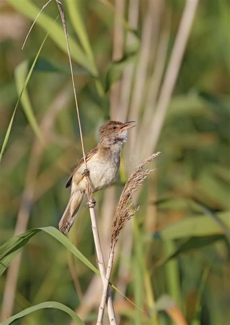 Great Reed Warbler Stock Photo Image Of Water Reedbed 44194160