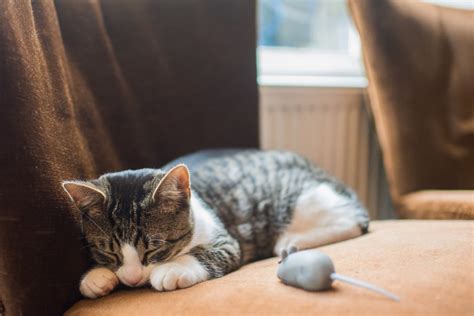 Find out what specific cat sleeping positions reveal about your cat's mood, health, and personality in this video and blog post. Sleeping snout between the paws is the cutest position ...