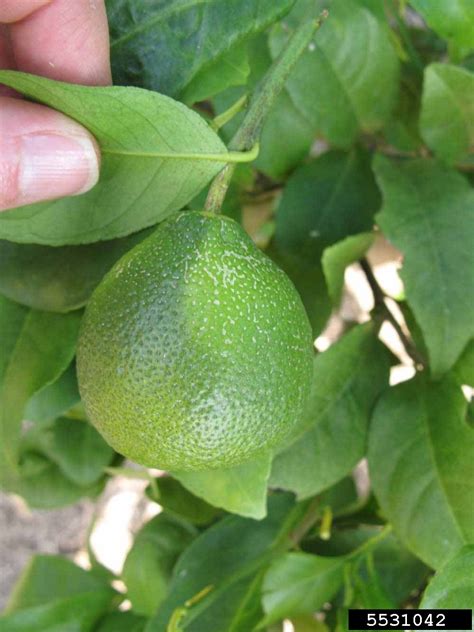 Rangpur Citrus Limonia Cv Rangpur