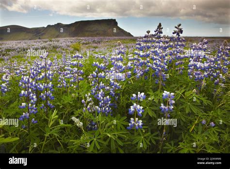Alaska Lupines Lupinus Nootkatensis In Flower In Iceland Vik