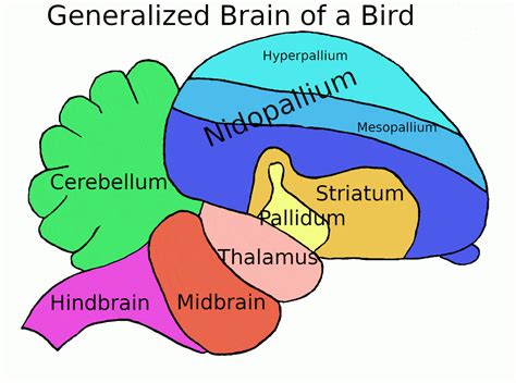 The Bird Nervous System And Brain Explained 2023