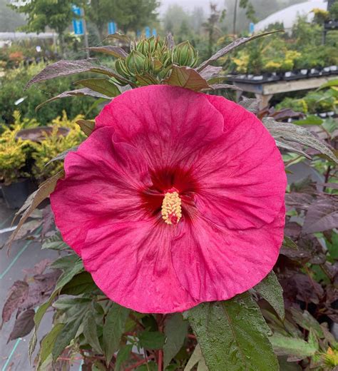 Hi, i planted some morning glories from seed right into the ground in may (as suggested on the package). The perennial Hibiscus gave us a gorgeous flower this ...