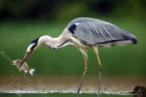 Heron Facts Size Diet Pictures All Animal Facts