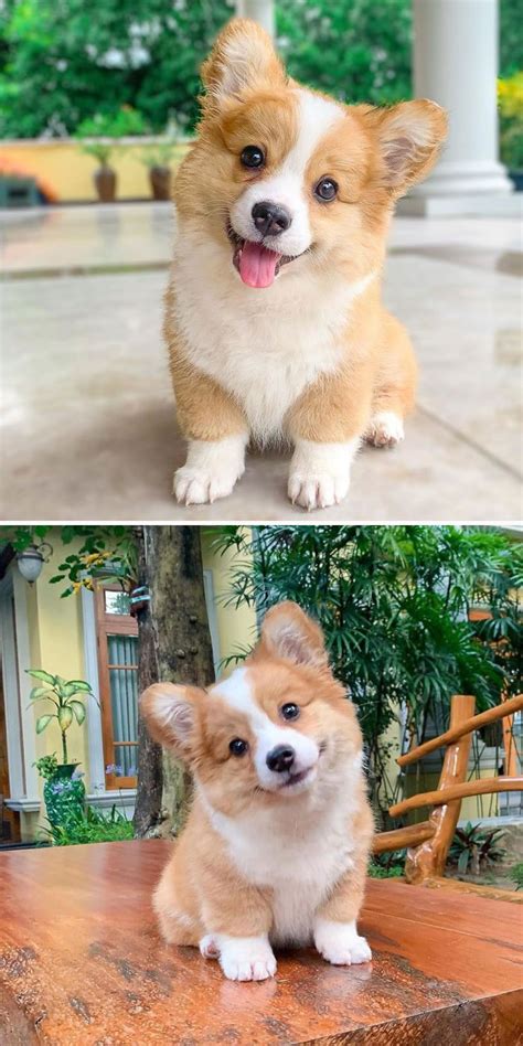 40 Times People Captured Their Corgis Being Funny And Adorable Bored