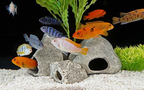 Discover The Ideal Size 10 Gallon Fish Tank Dimensions Explained