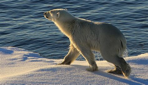 Polar Bear Ursus Maritimus Greenland 152 Taken On Th Flickr