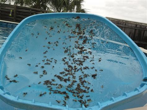 These pests are actually members of other ant species, and winged varieties emerge for a brief period of time while the ants are mating. Bugs Lots and Lots of BUGS (pool, pictures, rain) - Punta ...