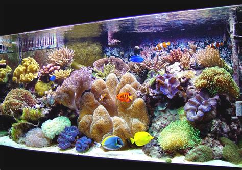 Saltwater Aquascape Design Ideas Aquascaping Saltwater Tank And Fish