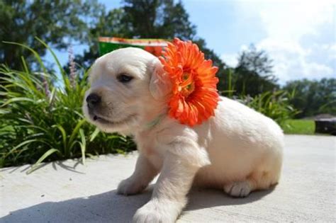 Around the same time they were recognized by the british kennel club and are now one of the most popular breeds in the united states. AKC English Cream Golden Retrievers born June 24, 2013 for ...