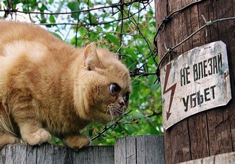Смешные картинки про кошек с надписями 160 фото Прикольные картинки