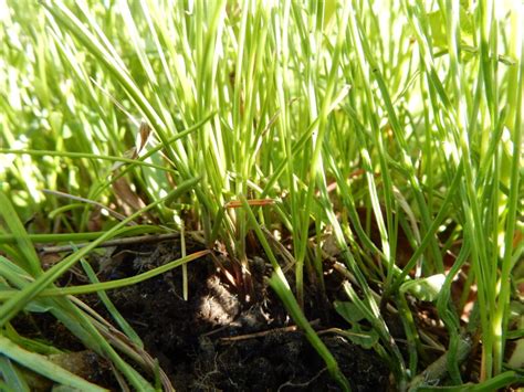 How To Overseed In The Fall With Fescue Lawnstarter