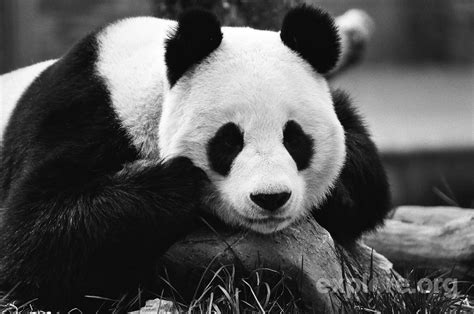Panda Panda Bear Panda Photo