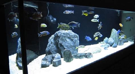 African Cichlid Fish Tanks