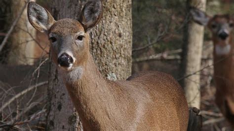 Pas New Antlerless Deer License System Off To Rocky Start Centre