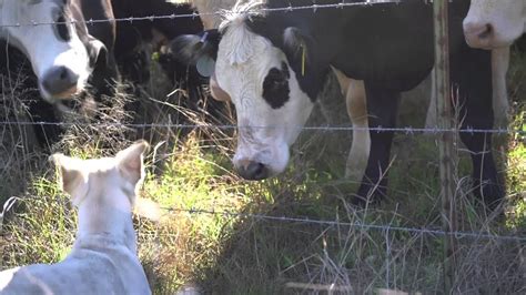 Dog Kisses Cows Youtube