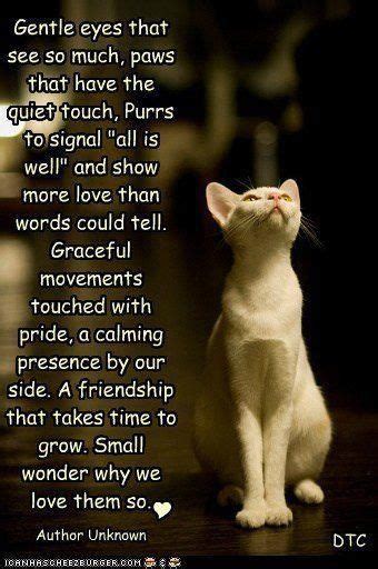 Kitten Friendship Quotes Quotesgram
