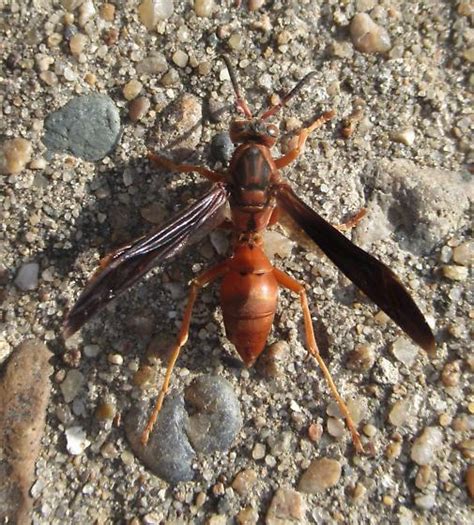 Coarse Backed Red Paper Wasp Polistes Rubiginosus Bugguidenet
