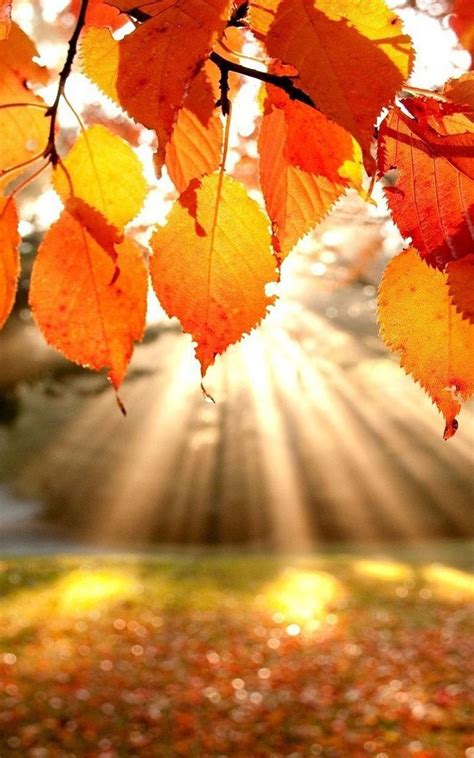 Neat November Holidays Autumn Scenery Fall Pictures Autumn Photography