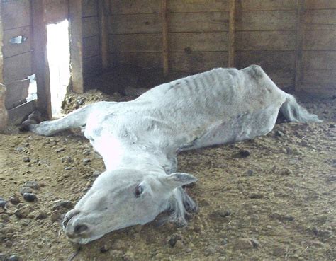 Animals Starved To Death At Dilapidated Farm Minnesota Public Radio News