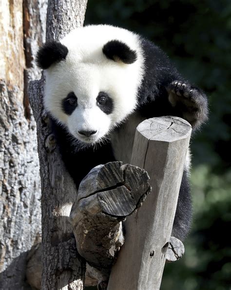 Why It Takes A Dna Test To Determine A Panda Cubs Sex Realclearscience